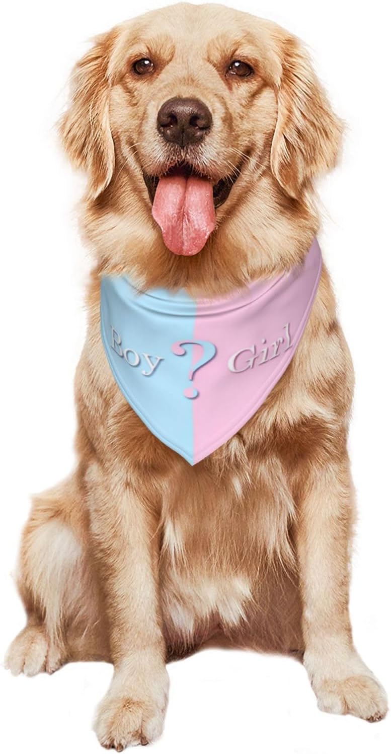 Vercosee adjustable black nylon collar with gender reveal bandana attachment