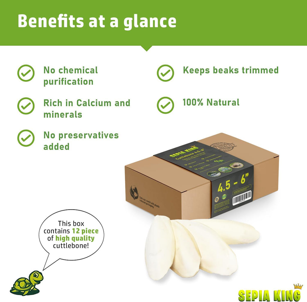 Healthy tortoise feeding on Sepia King calcium supplement