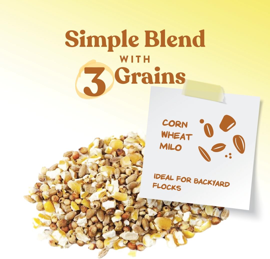 Backyard chickens eating Manna Pro 7-Grain scratch mix on ground