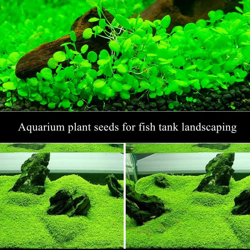 Lush green carpet grass growing inside a freshwater aquarium foreground layout