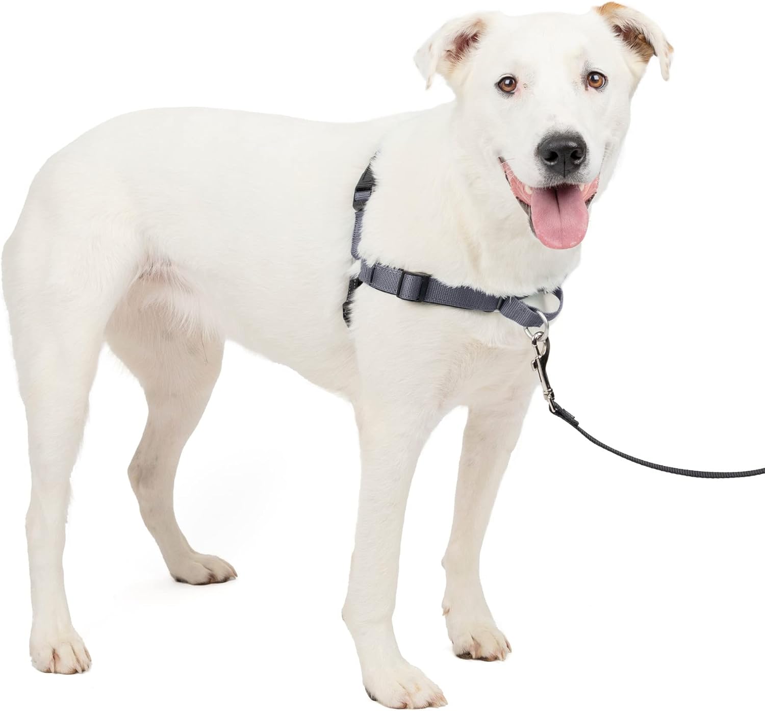 PetSafe Easy Walk Deluxe Dog Harness, No Pull Dog Harness - Perfect for Leash & Harness Training - Stops Pets from Pulling and Choking on Walks - Medium, Ocean - Image 13