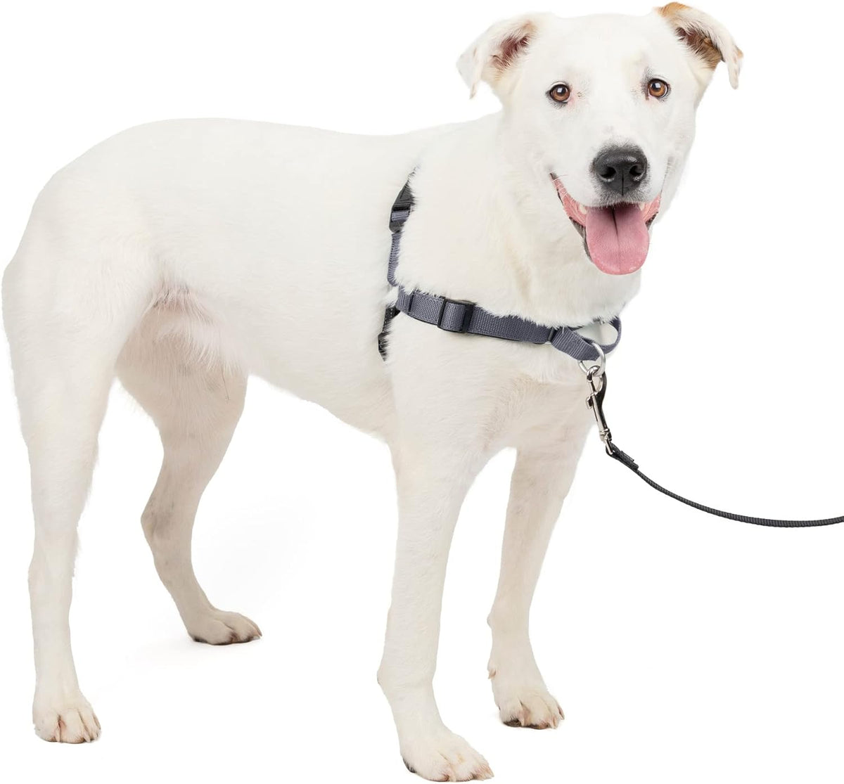 PetSafe Easy Walk Deluxe Dog Harness, No Pull Dog Harness - Perfect for Leash & Harness Training - Stops Pets from Pulling and Choking on Walks - Medium, Ocean - Image 13