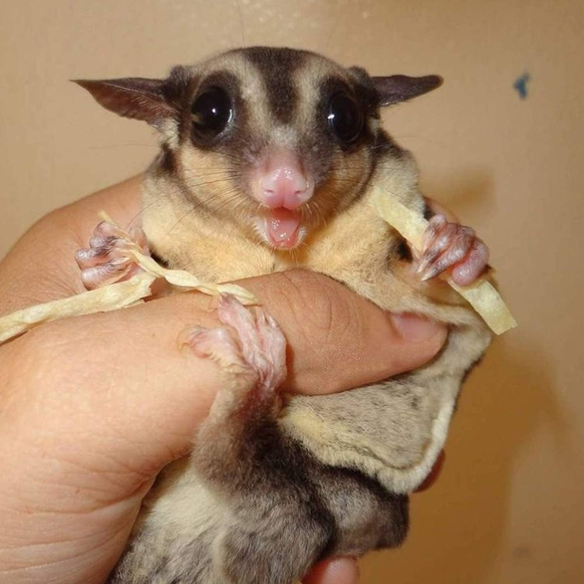 Sugar glider pet enjoying omega yums fish stick snack
