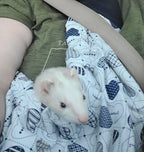 Interior safety hook feature of OrgMemory pet carrier
