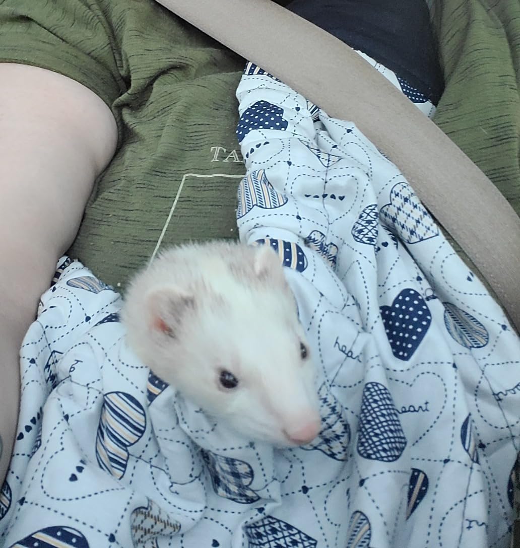 Interior safety hook feature of OrgMemory pet carrier