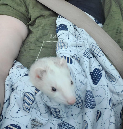 Interior safety hook feature of OrgMemory pet carrier