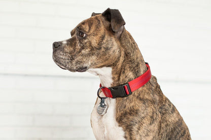 FreezeTag pet tag holder holding four flat identification tags securely