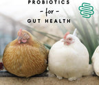 Healthy chickens eating Manna Pro layer pellets in a coop