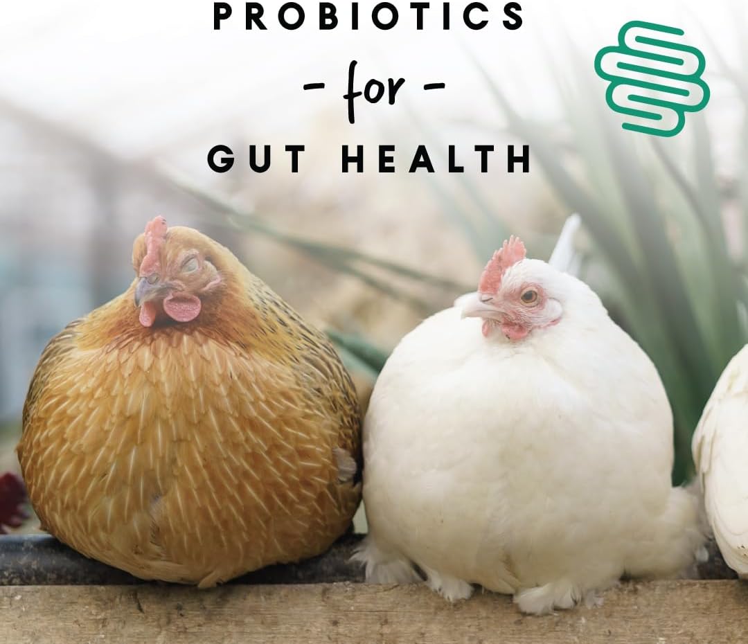 Healthy chickens eating Manna Pro layer pellets in a coop