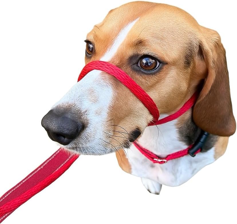 Premium USA imported dog training headcollar tan