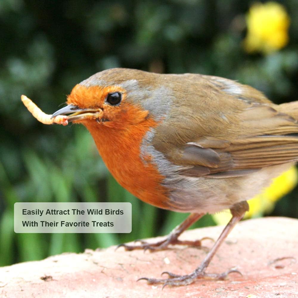 Hand holding a scoop of natural dried mealworms for wild birds