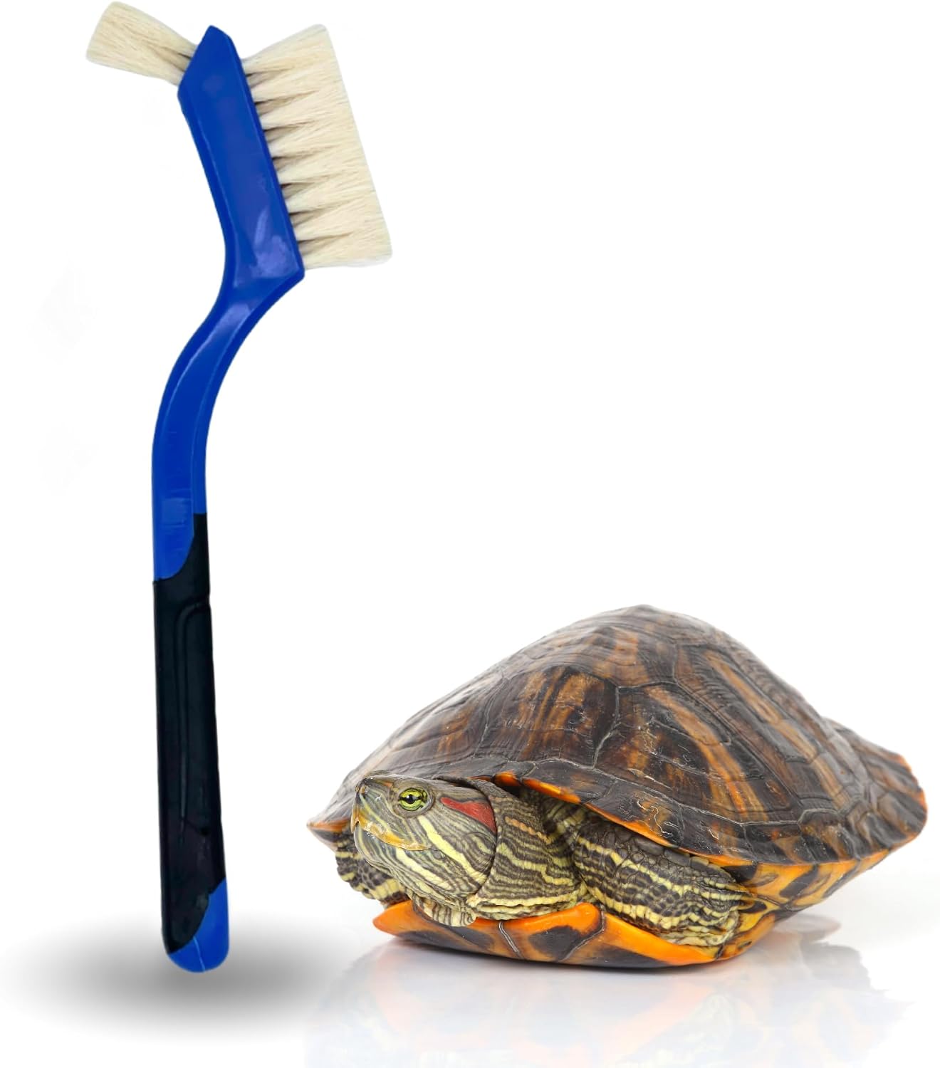 Snout and Shell turtle cleaning brush front view blue reptile grooming tool