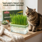 Six individual packets of non-GMO cat grass seeds arranged next to trimming scissors.
