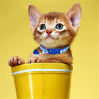 Close up view of the quick release safety breakaway buckle on the red PSPORT kitten collar