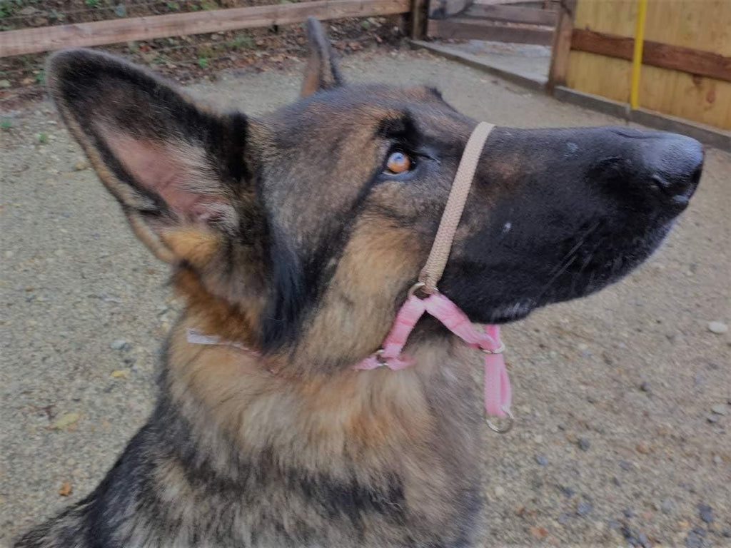 Blue adjustable dog training head halter with beige soft nose band side view