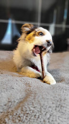 Dog chewing on Bully Bunches 6 inch natural dental stick