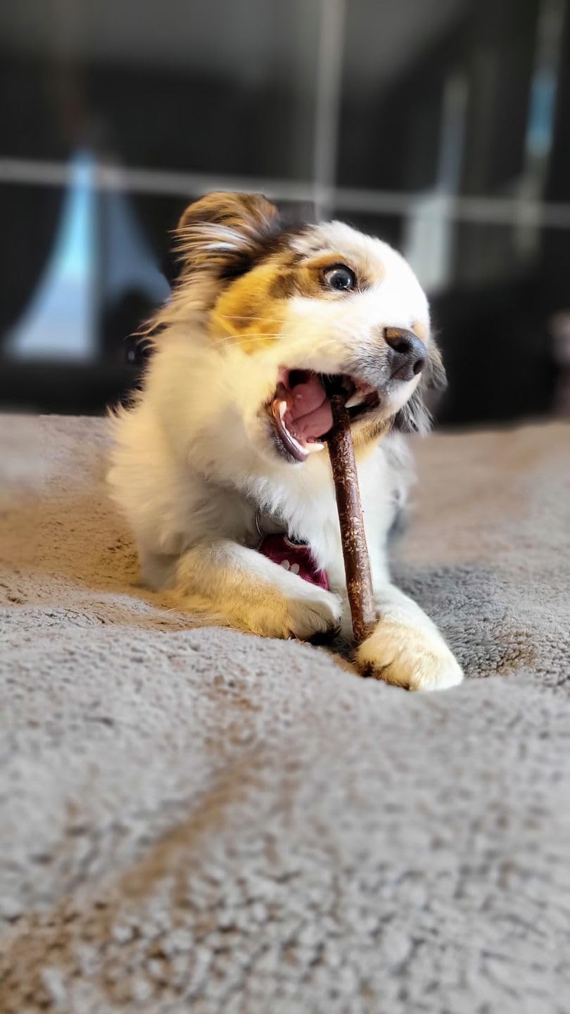 Dog chewing on Bully Bunches 6 inch natural dental stick