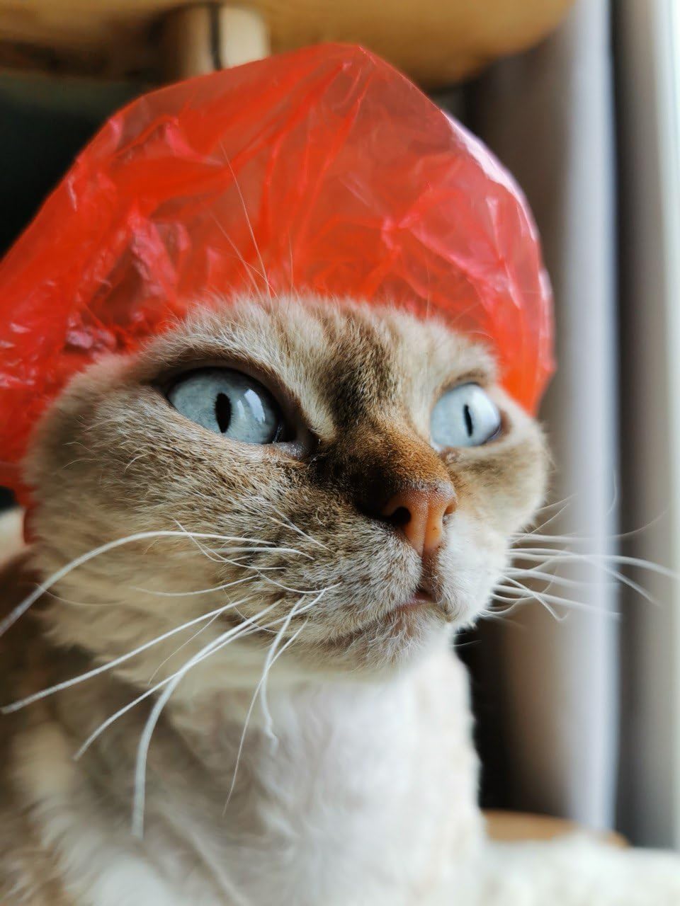Sphynx cat wearing red Kotomoda waterproof shower cap