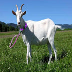 Reflective strip nylon lead for goats and sheep