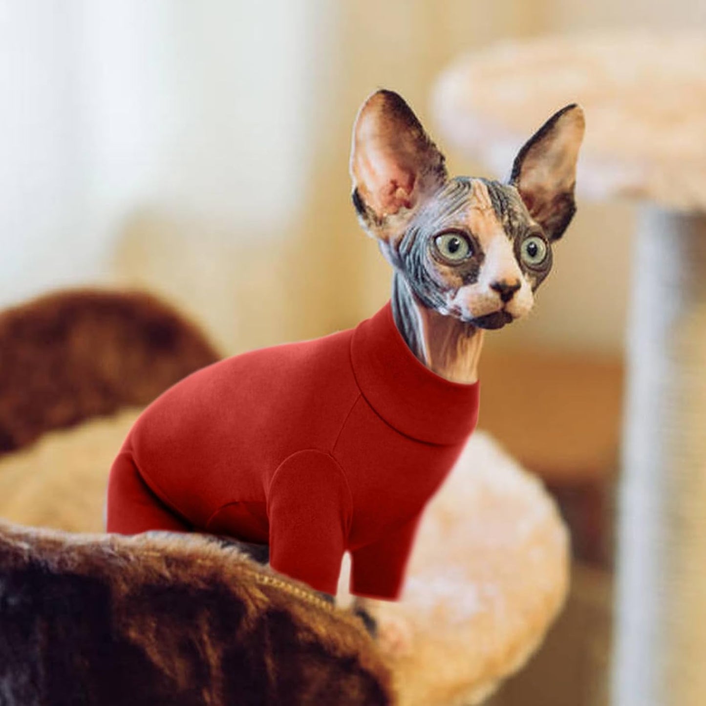 Sphynx cat wearing comfortable red indoor jumpsuit
