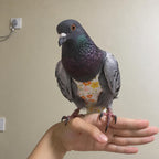 ZANTIE Pigeon Diaper Harness and Leash-Pigeon Pants - Image 2