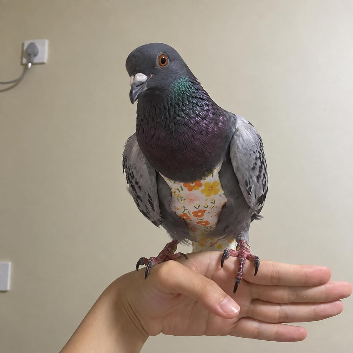 ZANTIE Pigeon Diaper Harness and Leash-Pigeon Pants - Image 2