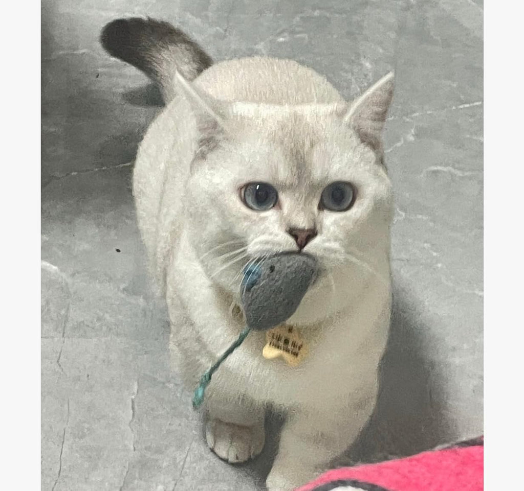 Caticalife eco friendly catnip mouse toys set displayed with the included organic catnip bag for refreshing the scent
