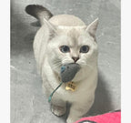 Caticalife eco friendly catnip mouse toys set displayed with the included organic catnip bag for refreshing the scent