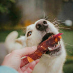 Healthy dog training treats with real duck breast for dental care