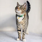 Loud crisp sound tracking bells for small pet collars