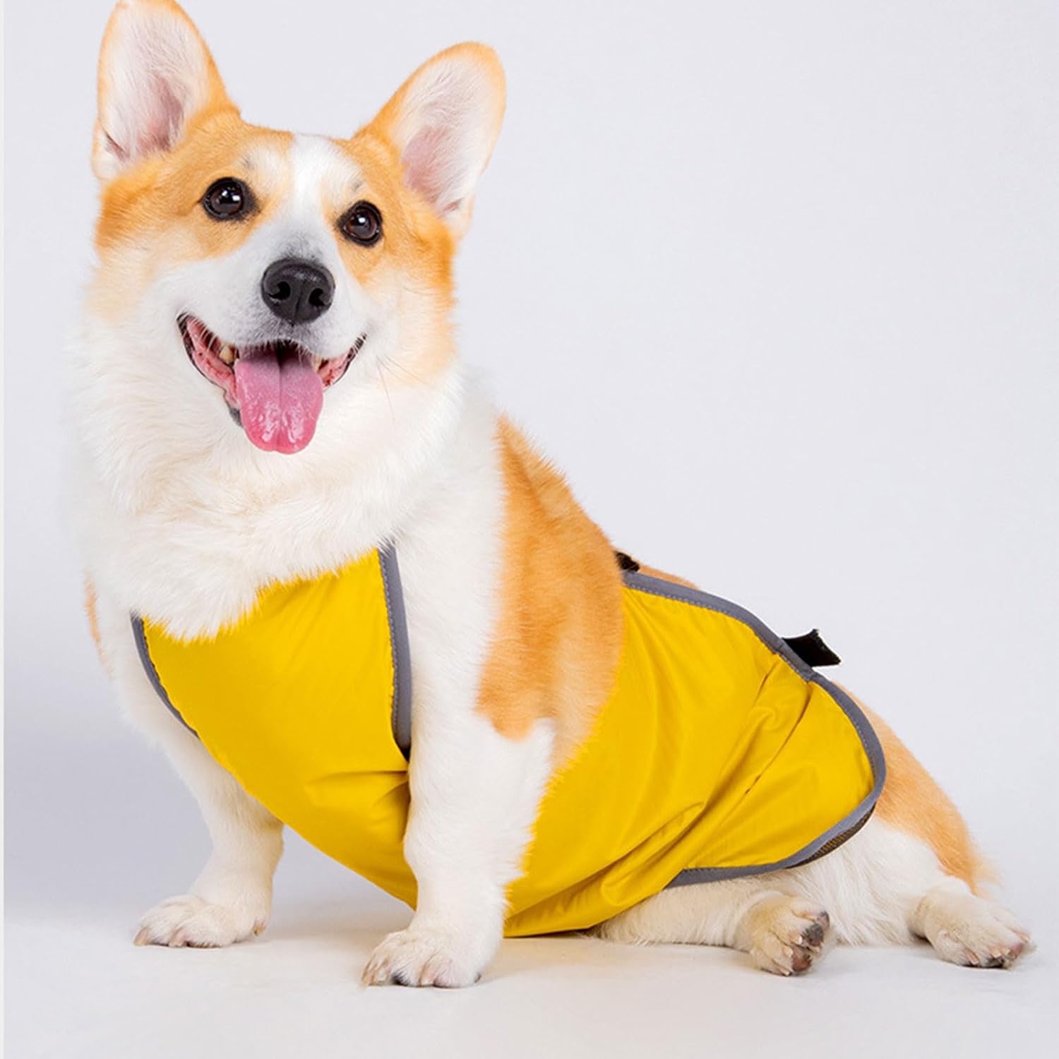Ywmsfl imported male dog belly band packaged and ready for use
