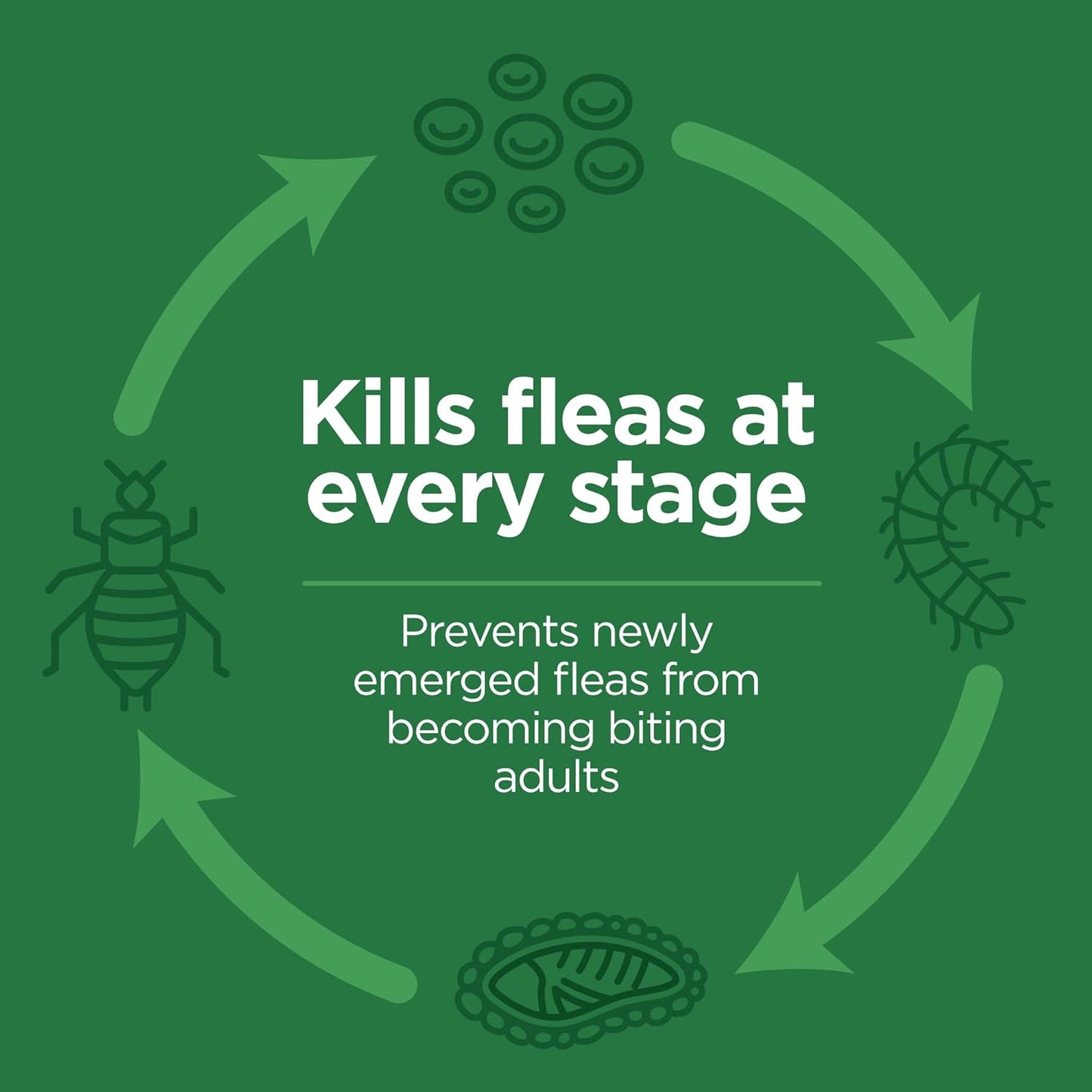 Safe application zone graphic for TevraPet cat flea drops at the base of skull.