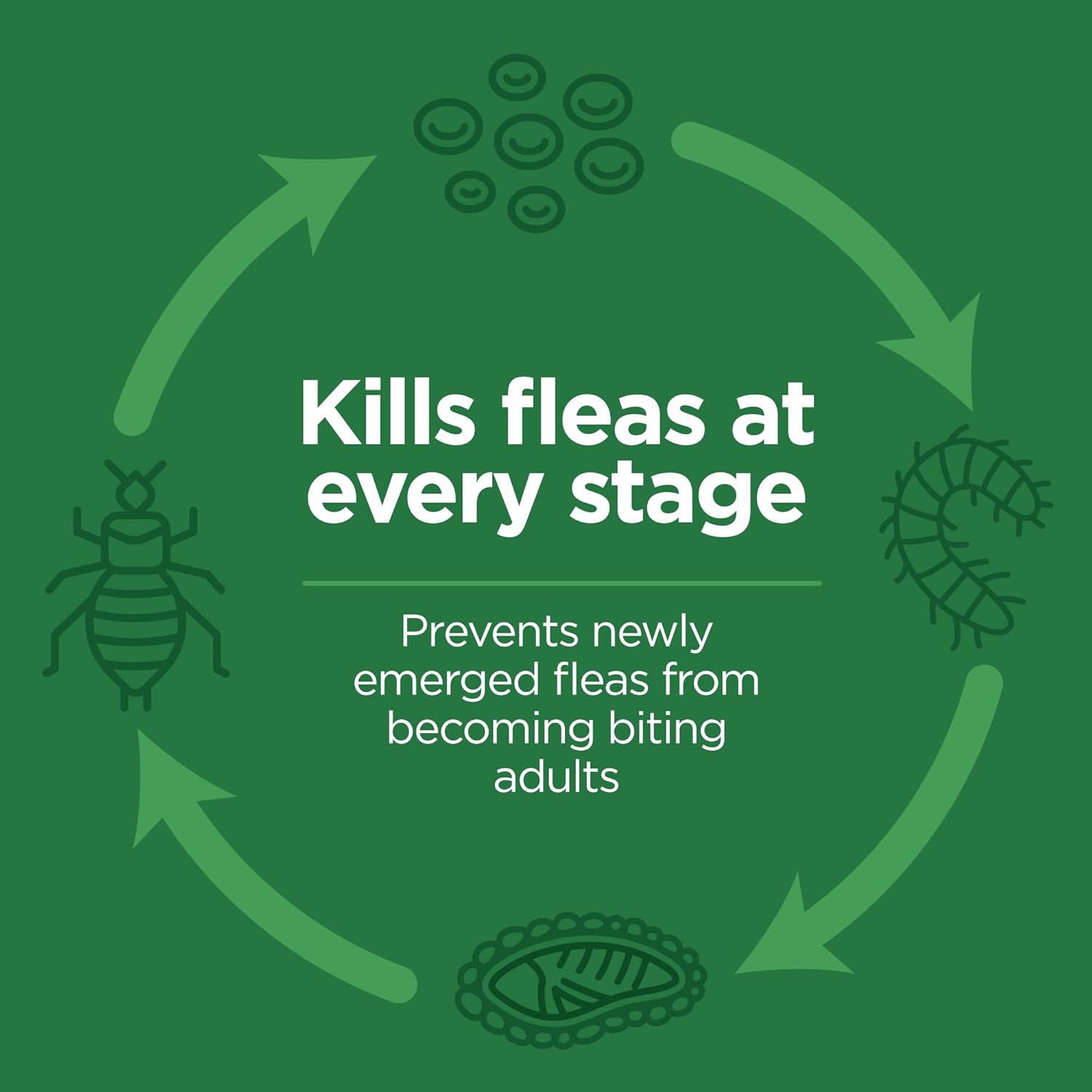 Safe application zone graphic for TevraPet cat flea drops at the base of skull.