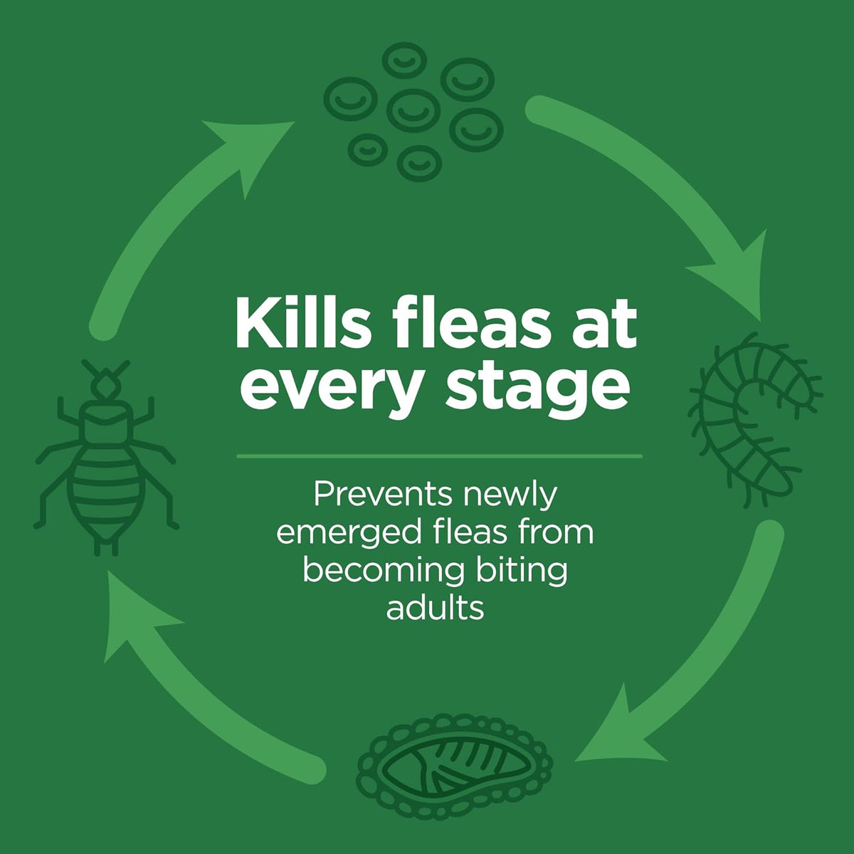 Safe application zone graphic for TevraPet cat flea drops at the base of skull.