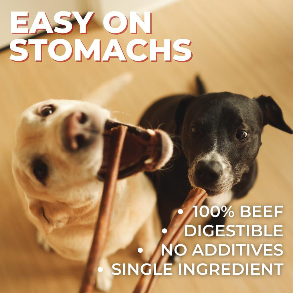 Dog enjoying long-lasting premium beef collagen dental treat