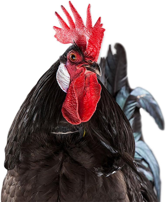 My Pet Chicken No-Crow Rooster Collar front view of the premium nylon poultry training band