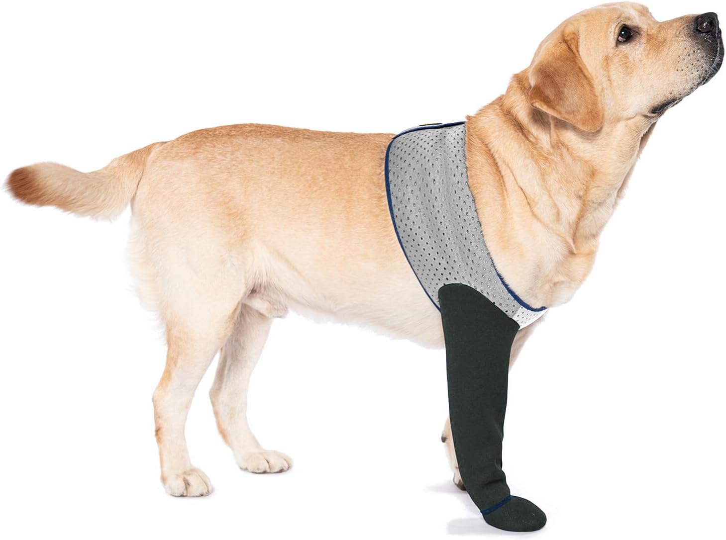 COODEO Dog Socks to Prevent Licking Paws, Healing Boots & Paw Protectors with Non-Slip Bottoms for Wound Protection, Waterproof Sleeve Shoes for LickingBlueXL_Right - Image 9