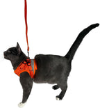 Cat wearing the orange travel harness and leash set outdoors