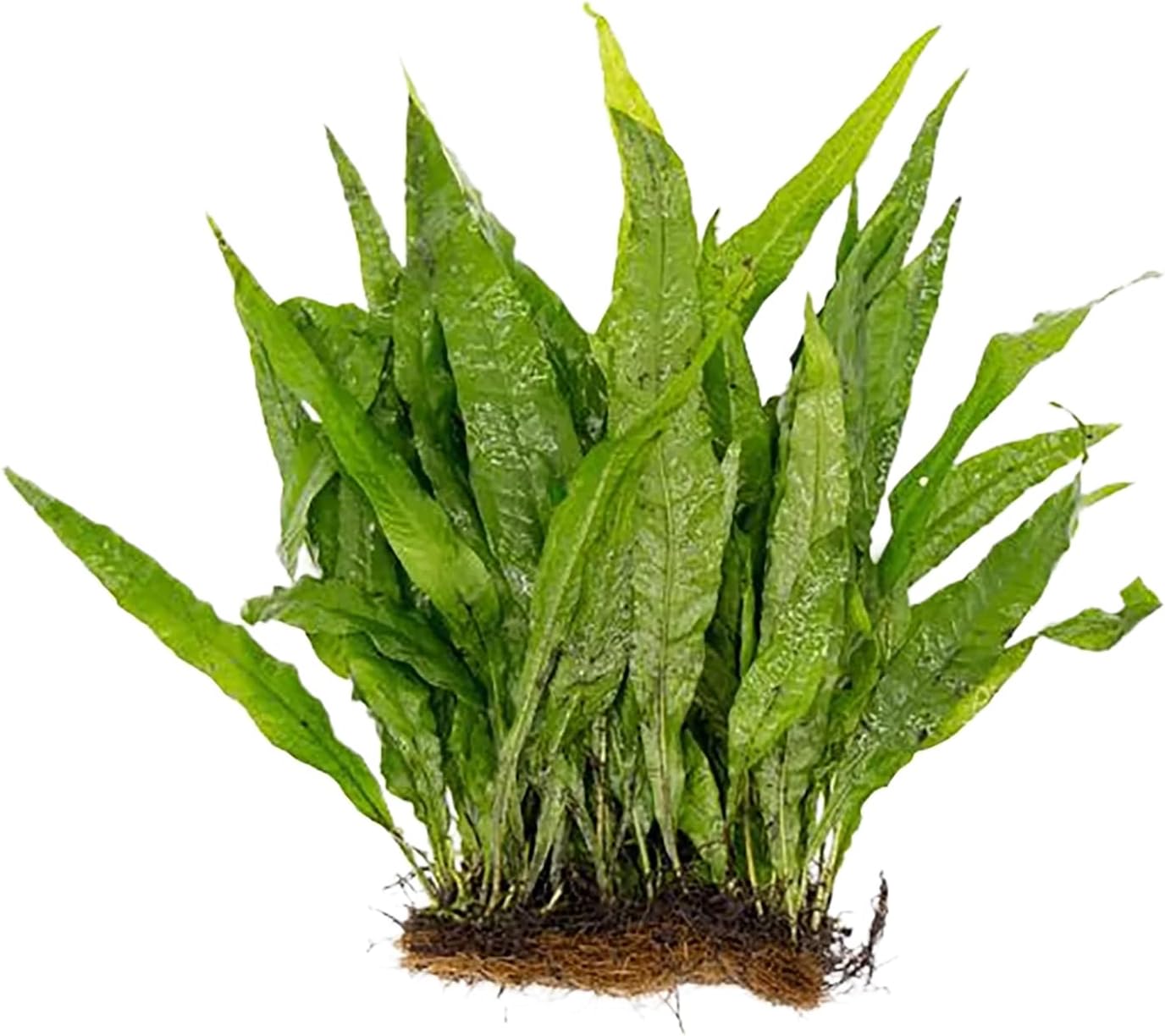 Canton Aquatics Live Java Fern Mat front view inside a freshwater aquarium.