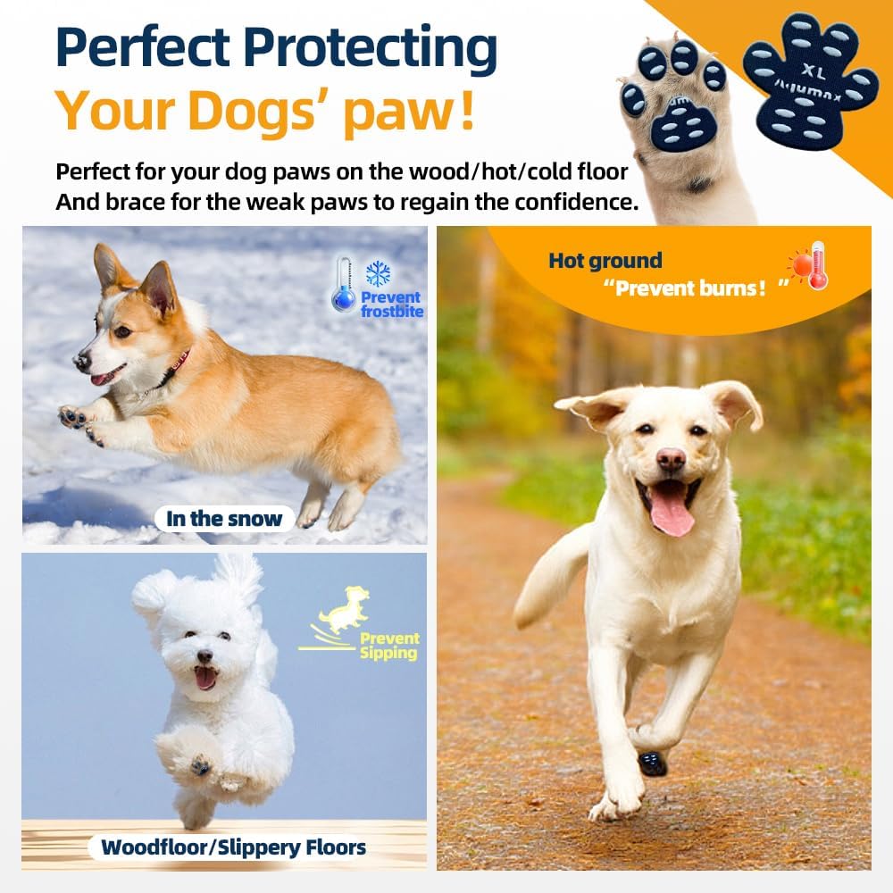 Senior dog wearing Aqumax paw grips on hardwood floor