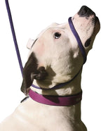 Dog wearing head halter in park setting