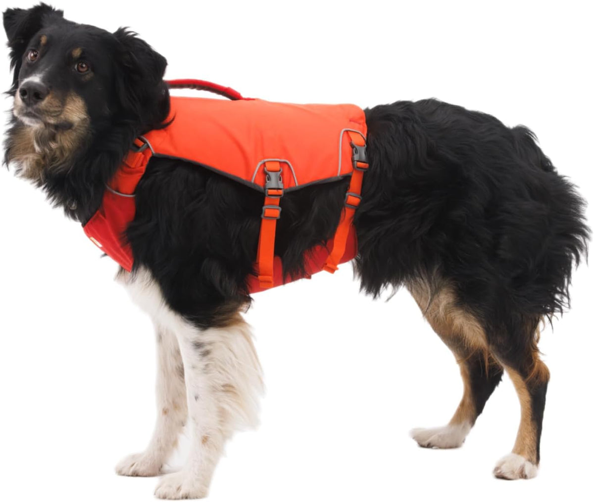 Tangelo Orange canine life jacket with reflective safety accents