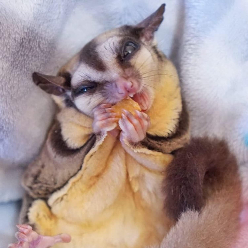 Small pets and birds enjoying healthy dried fruit snacks