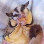Small pets and birds enjoying healthy dried fruit snacks
