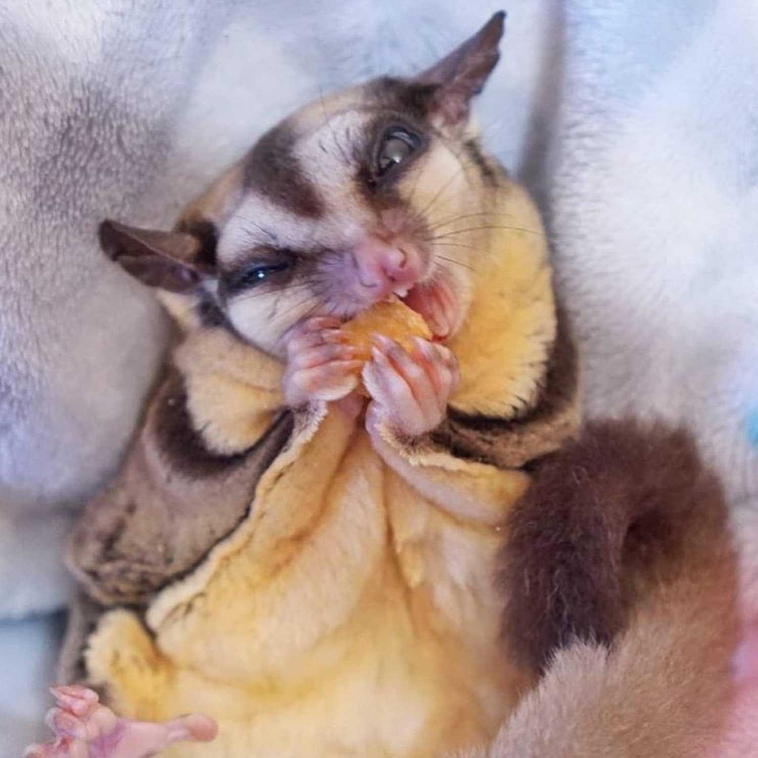 Small pets and birds enjoying healthy dried fruit snacks