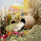 Small animal cage habitat decor styled with tropical coconut cave