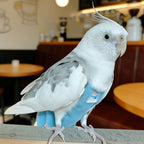 Budgie nappy packed for shipping