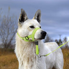Candofly Reflective Dog Headcollar front view on a large dog showing the green adjustable straps.