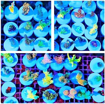 Side profile of the twenty piece Saricho coral frag base round size.