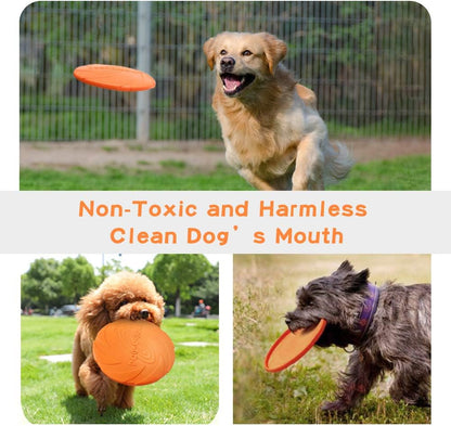 Pasking pet interactive toy in outdoor park setting
